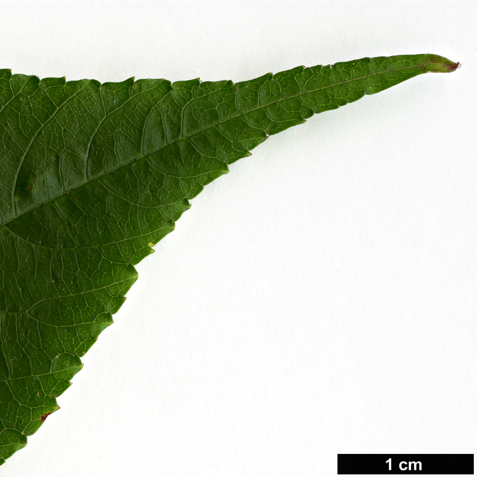 High resolution image: Family: Rosaceae - Genus: Rubus - Taxon: paucidentatus
