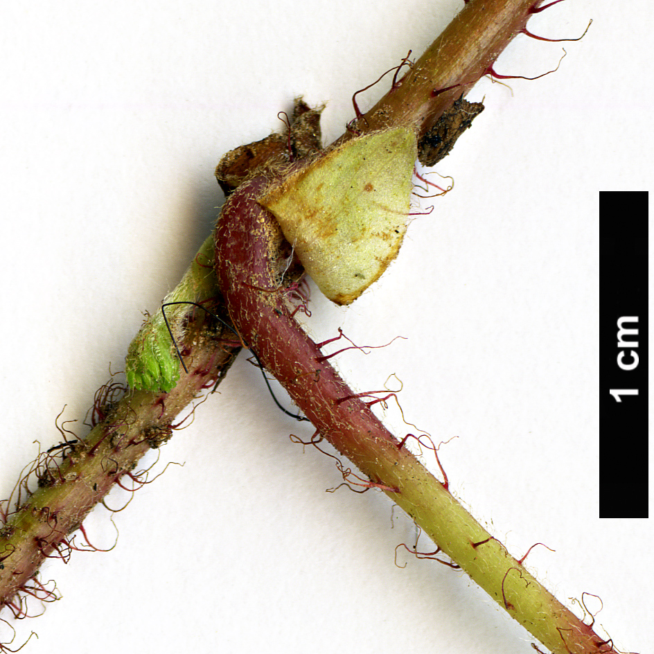 High resolution image: Family: Rosaceae - Genus: Rubus - Taxon: pectinarioides