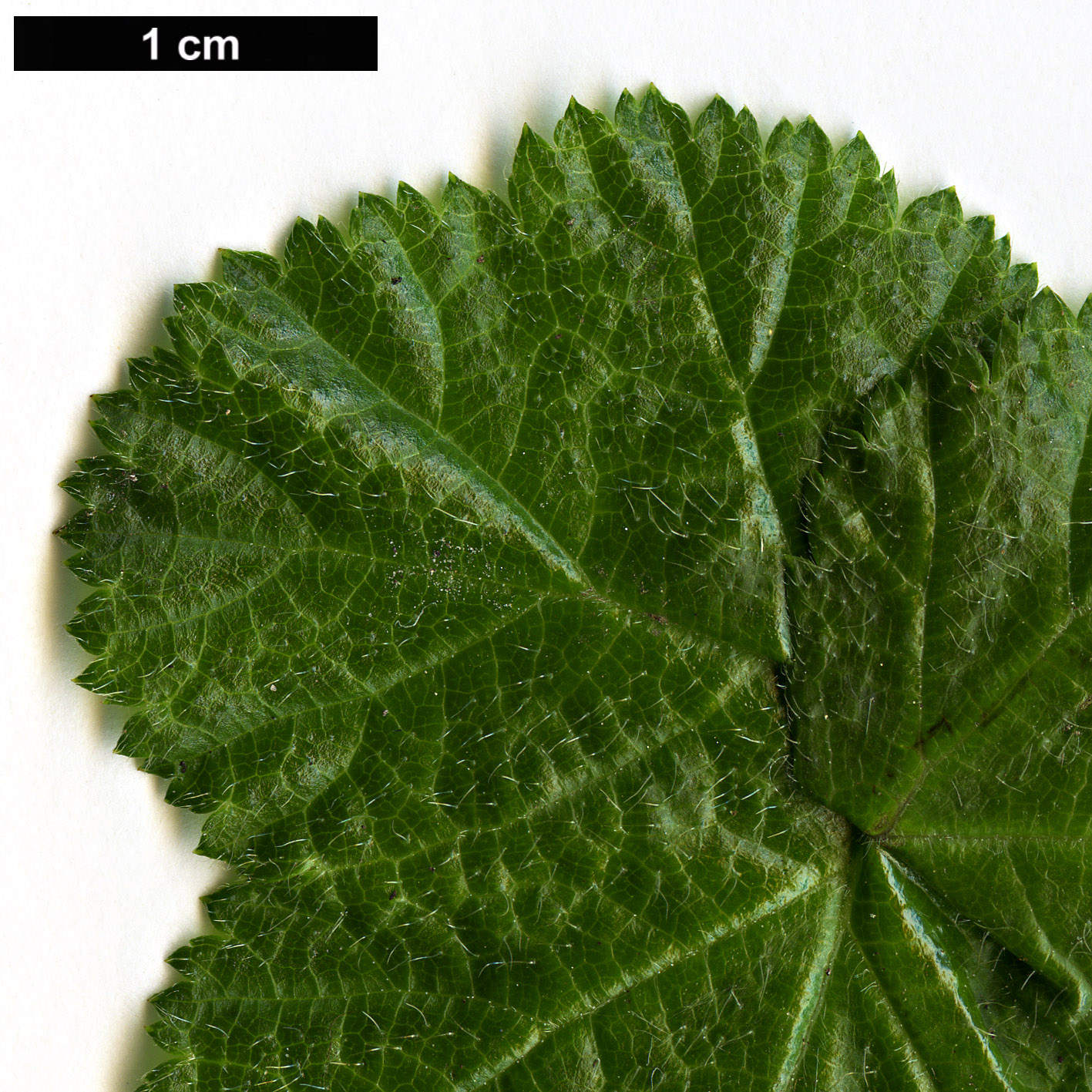 High resolution image: Family: Rosaceae - Genus: Rubus - Taxon: pectinarioides