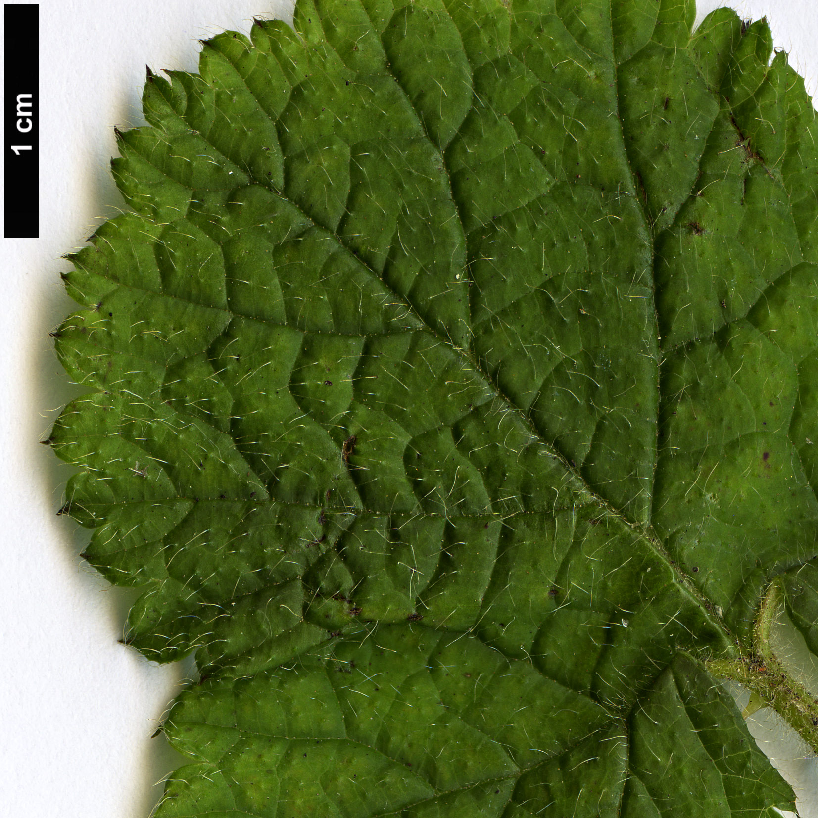 High resolution image: Family: Rosaceae - Genus: Rubus - Taxon: pectinellus