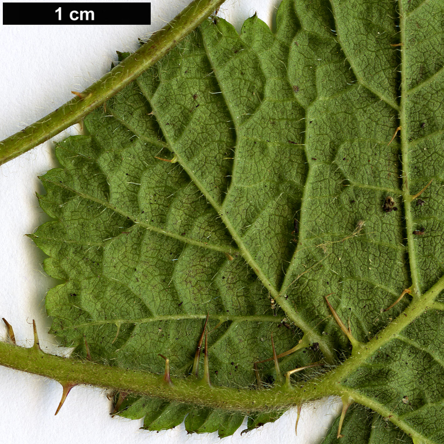 High resolution image: Family: Rosaceae - Genus: Rubus - Taxon: pectinellus