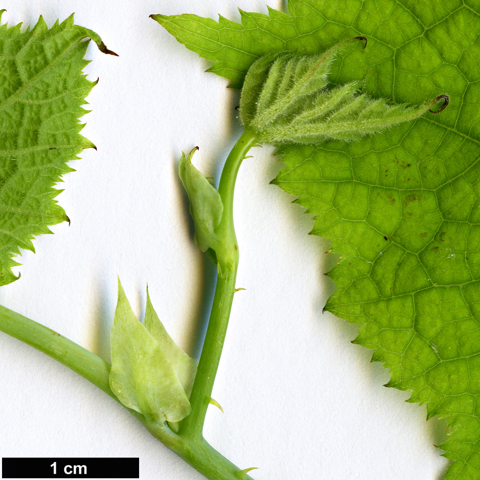 High resolution image: Family: Rosaceae - Genus: Rubus - Taxon: peltatus