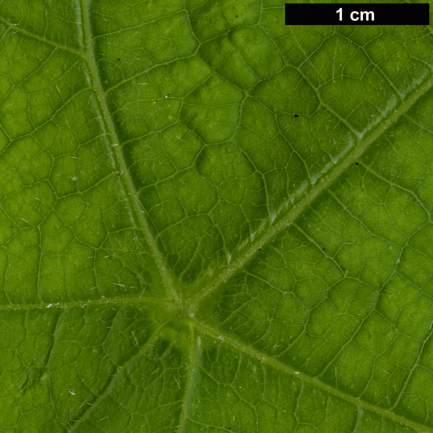High resolution image: Family: Rosaceae - Genus: Rubus - Taxon: peltatus