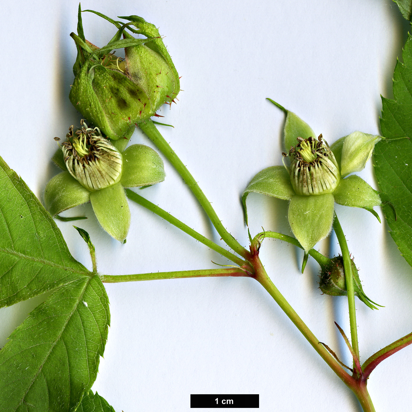 High resolution image: Family: Rosaceae - Genus: Rubus - Taxon: pentagonus