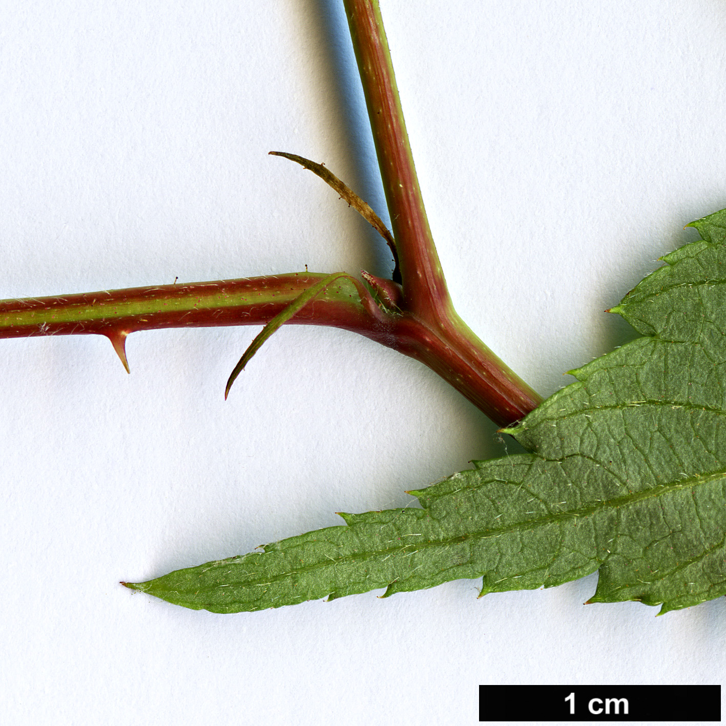 High resolution image: Family: Rosaceae - Genus: Rubus - Taxon: pentagonus
