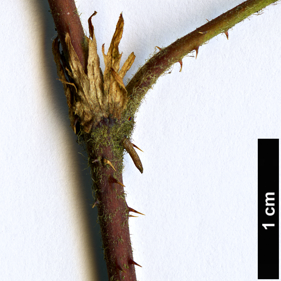 High resolution image: Family: Rosaceae - Genus: Rubus - Taxon: pentalobus