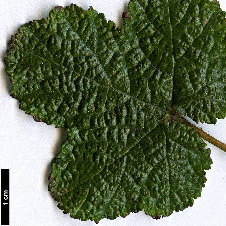 High resolution image: Family: Rosaceae - Genus: Rubus - Taxon: pentalobus