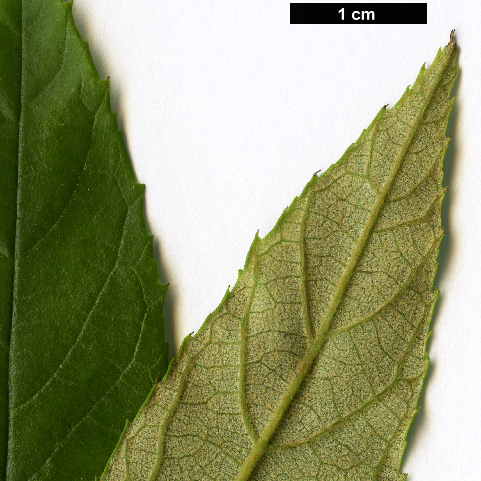 High resolution image: Family: Rosaceae - Genus: Rubus - Taxon: playfairianus