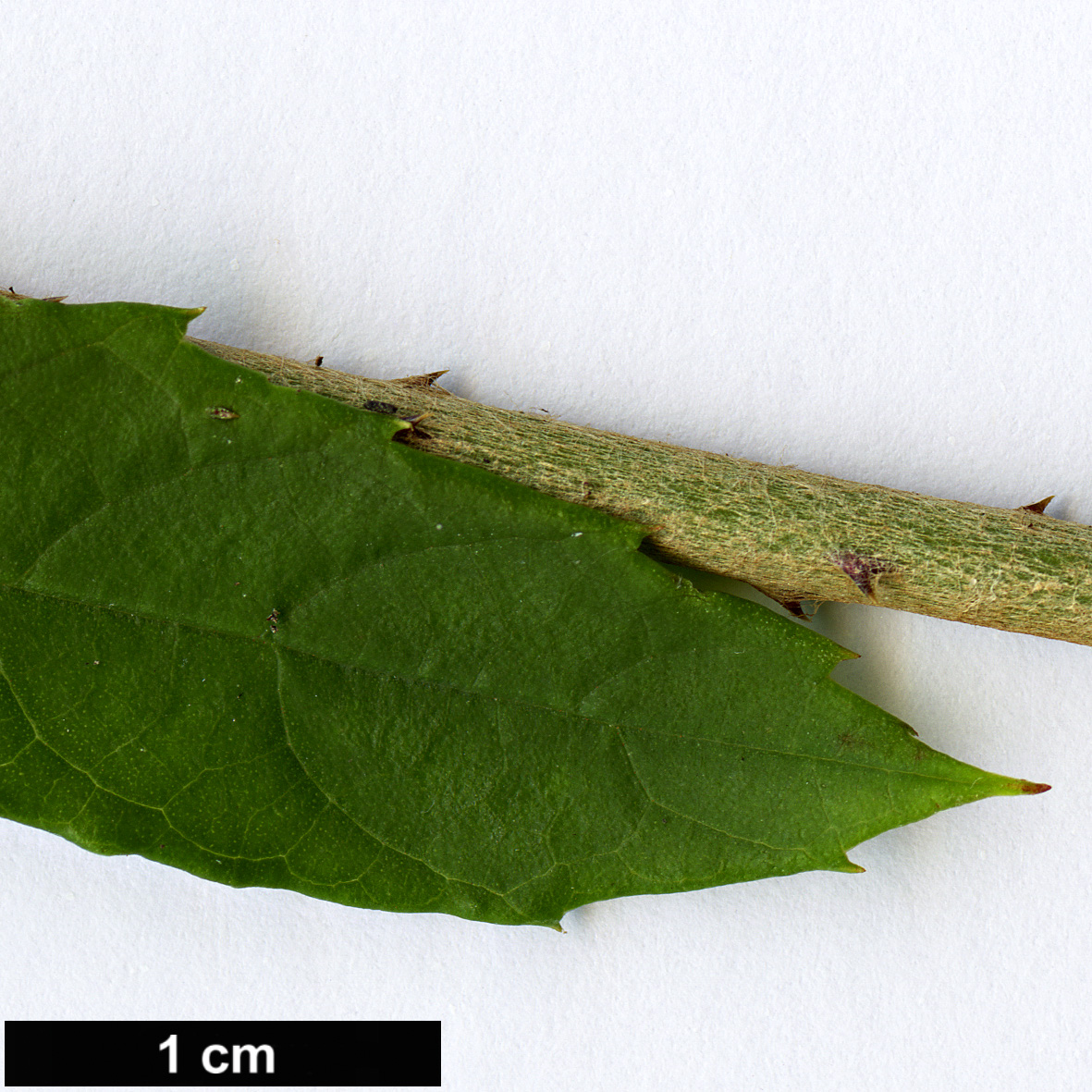 High resolution image: Family: Rosaceae - Genus: Rubus - Taxon: playfairianus