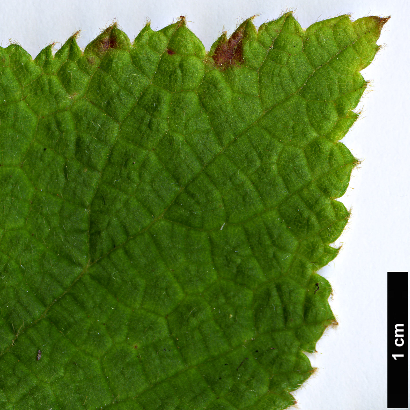 High resolution image: Family: Rosaceae - Genus: Rubus - Taxon: reflexus