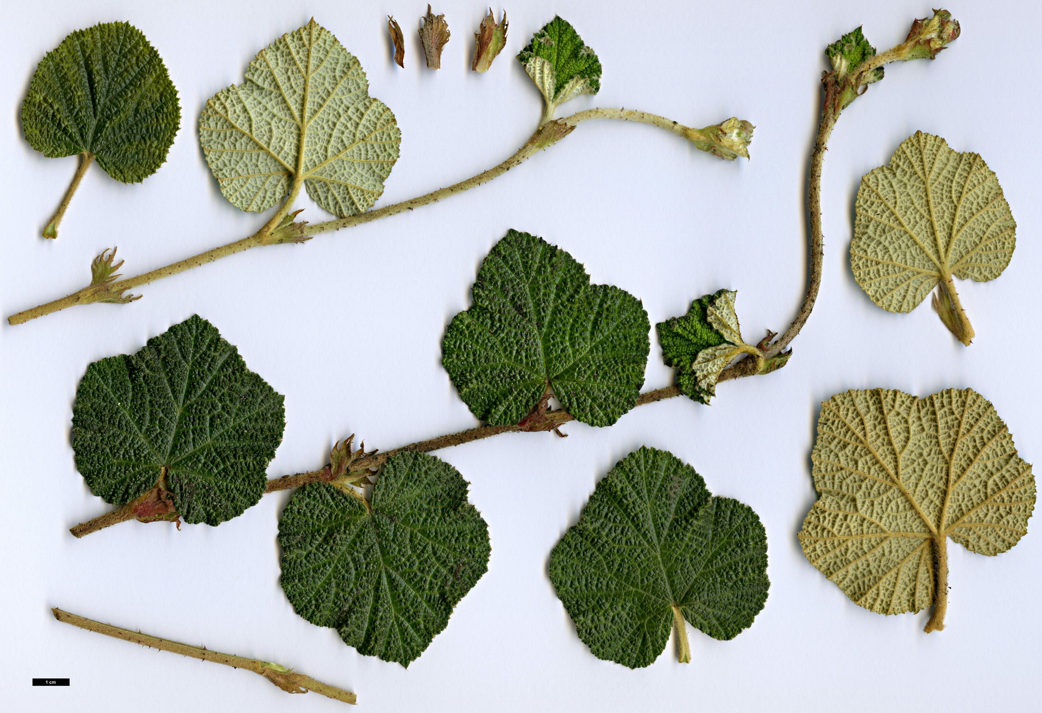 High resolution image: Family: Rosaceae - Genus: Rubus - Taxon: rolfei