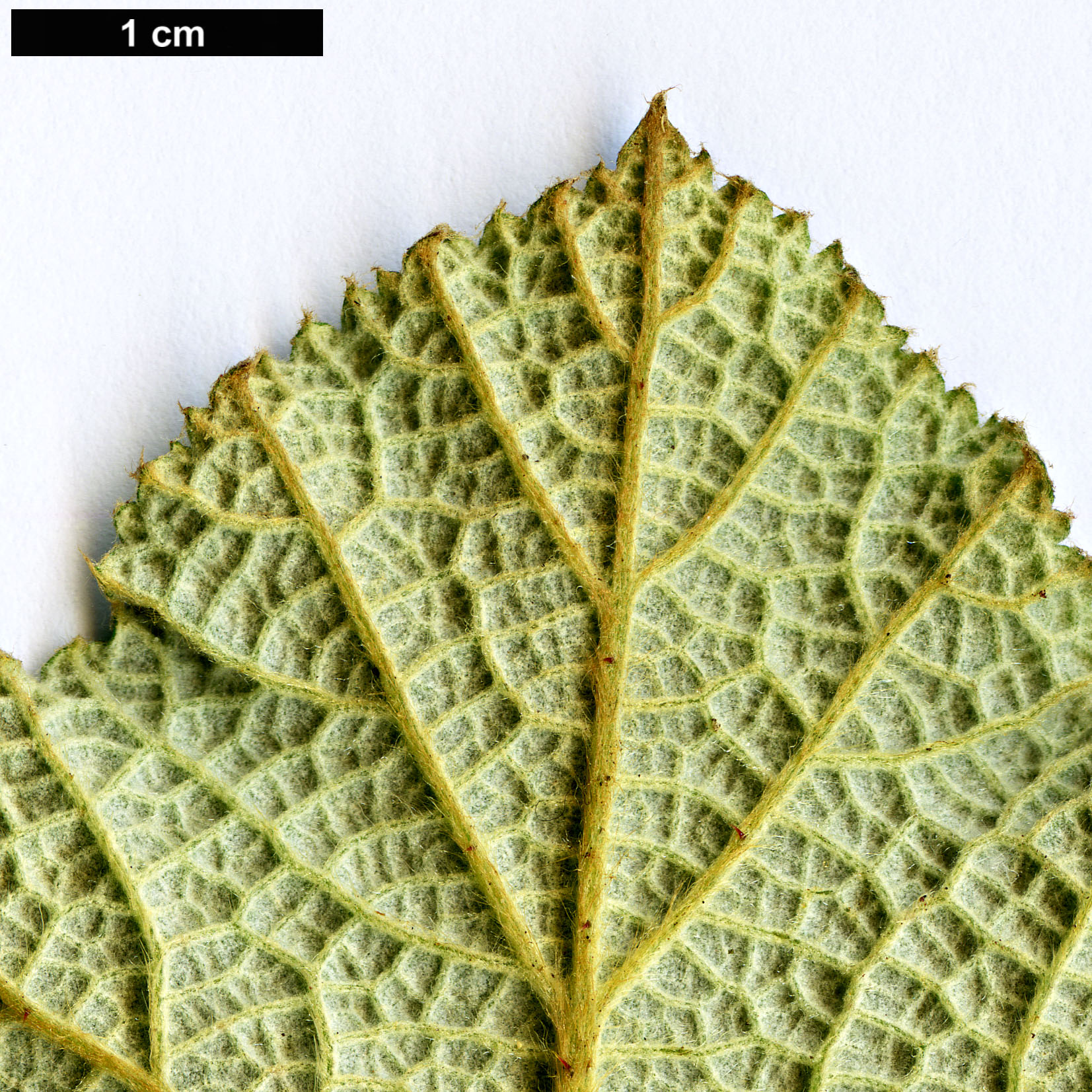 High resolution image: Family: Rosaceae - Genus: Rubus - Taxon: rolfei