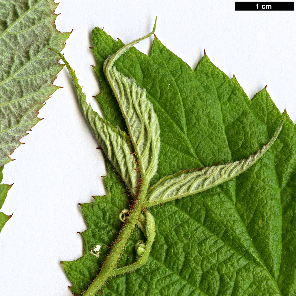 High resolution image: Family: Rosaceae - Genus: Rubus - Taxon: sachalinensis