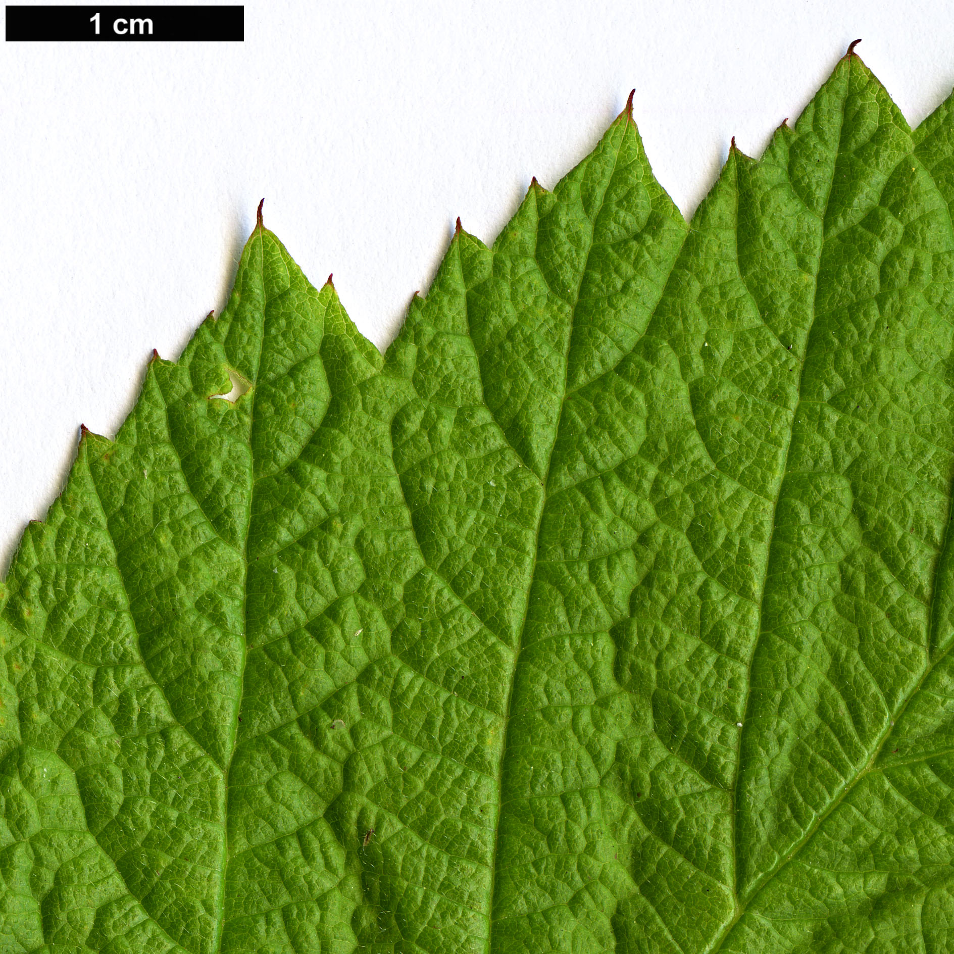 High resolution image: Family: Rosaceae - Genus: Rubus - Taxon: sachalinensis