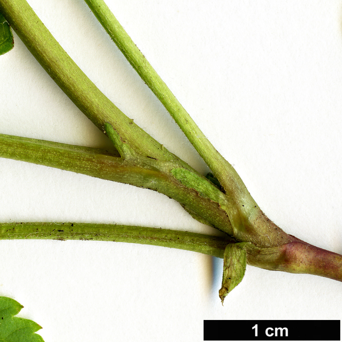 High resolution image: Family: Rosaceae - Genus: Rubus - Taxon: saxatilis