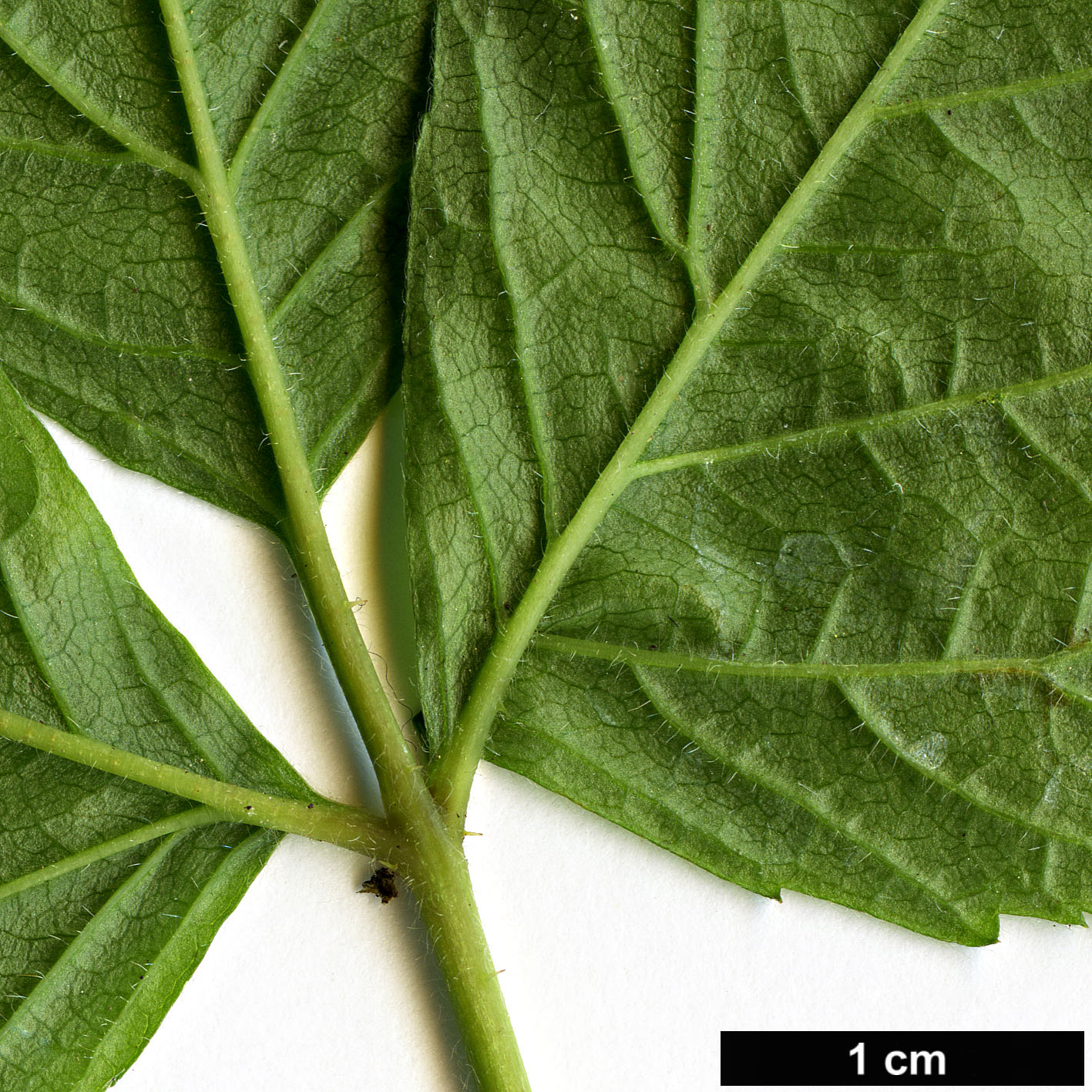 High resolution image: Family: Rosaceae - Genus: Rubus - Taxon: saxatilis