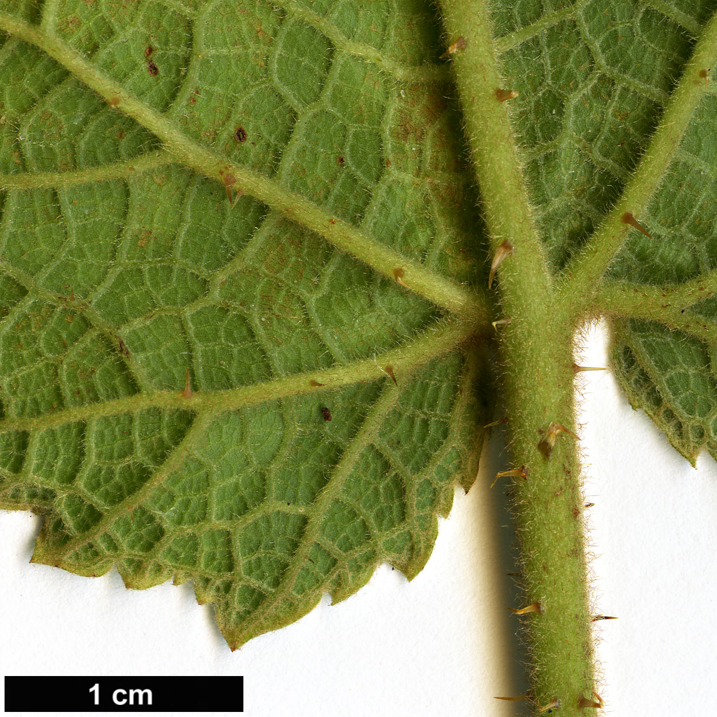 High resolution image: Family: Rosaceae - Genus: Rubus - Taxon: sieboldii