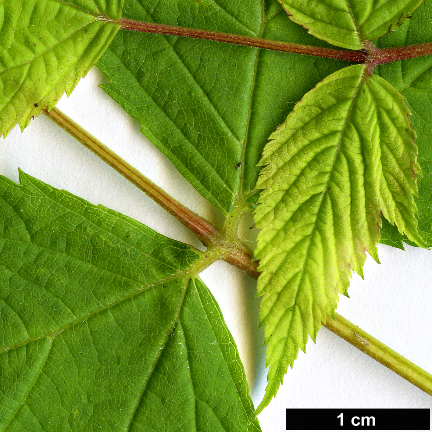 High resolution image: Family: Rosaceae - Genus: Rubus - Taxon: spectabilis