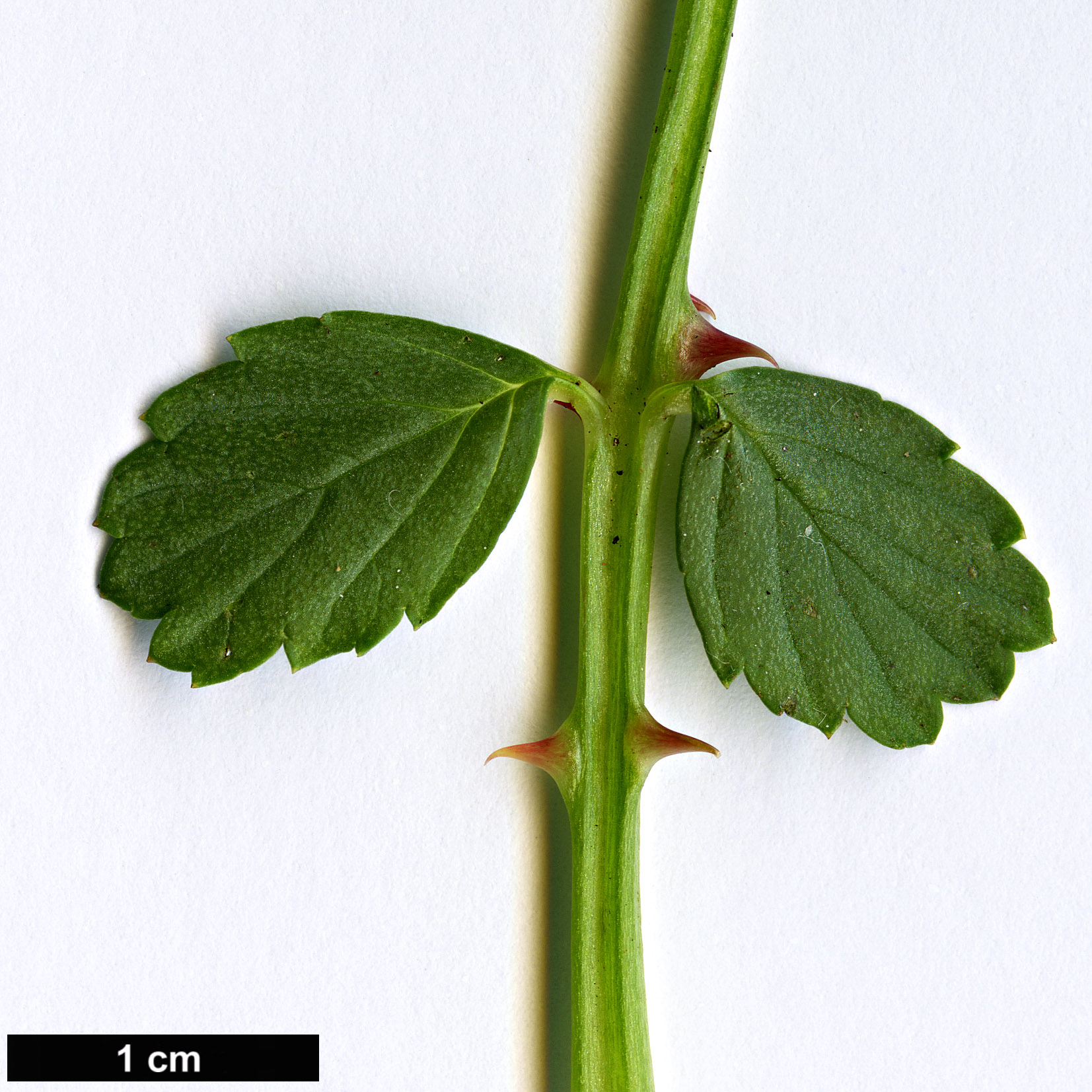 High resolution image: Family: Rosaceae - Genus: Rubus - Taxon: taiwanicola