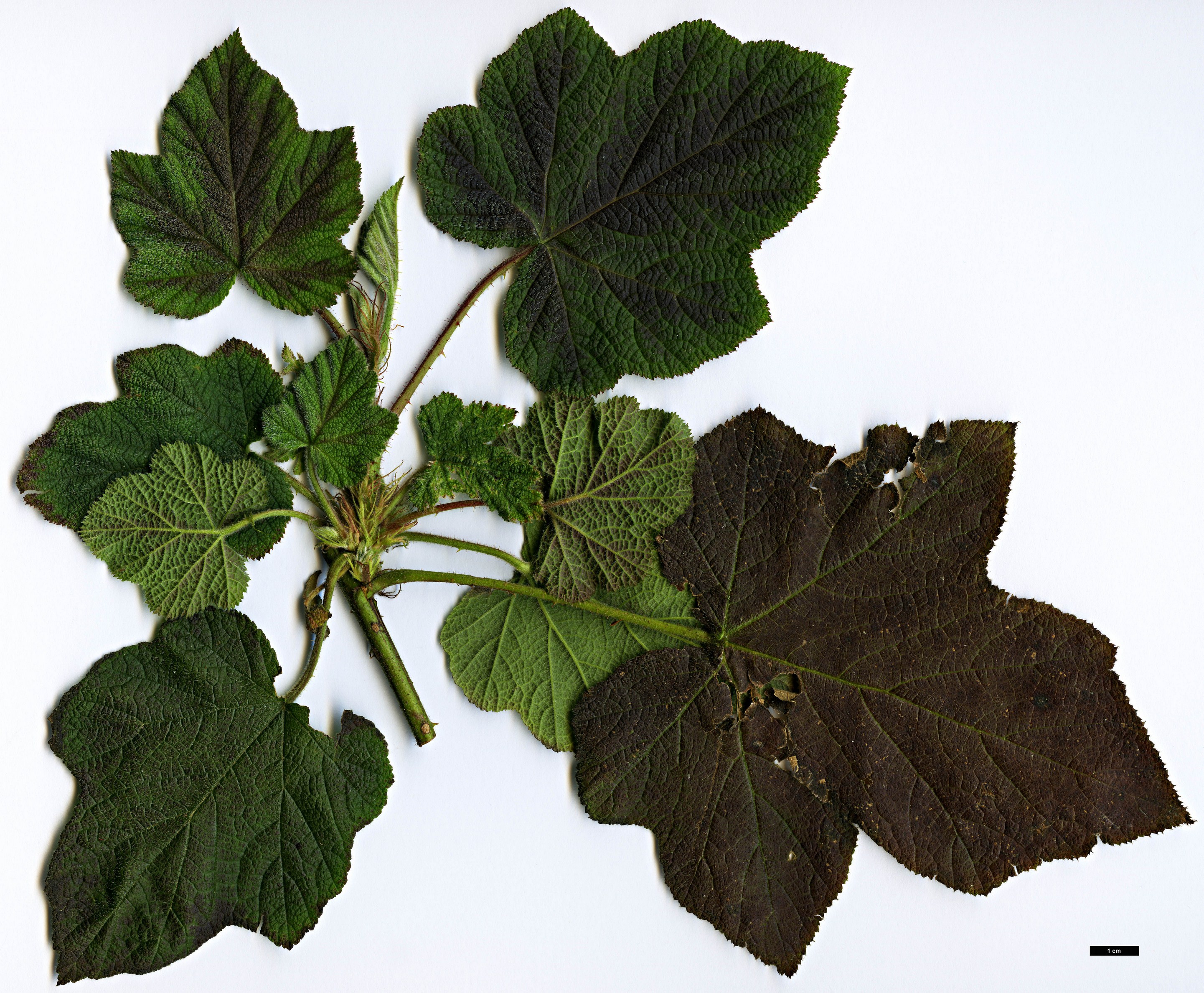High resolution image: Family: Rosaceae - Genus: Rubus - Taxon: tephrodes