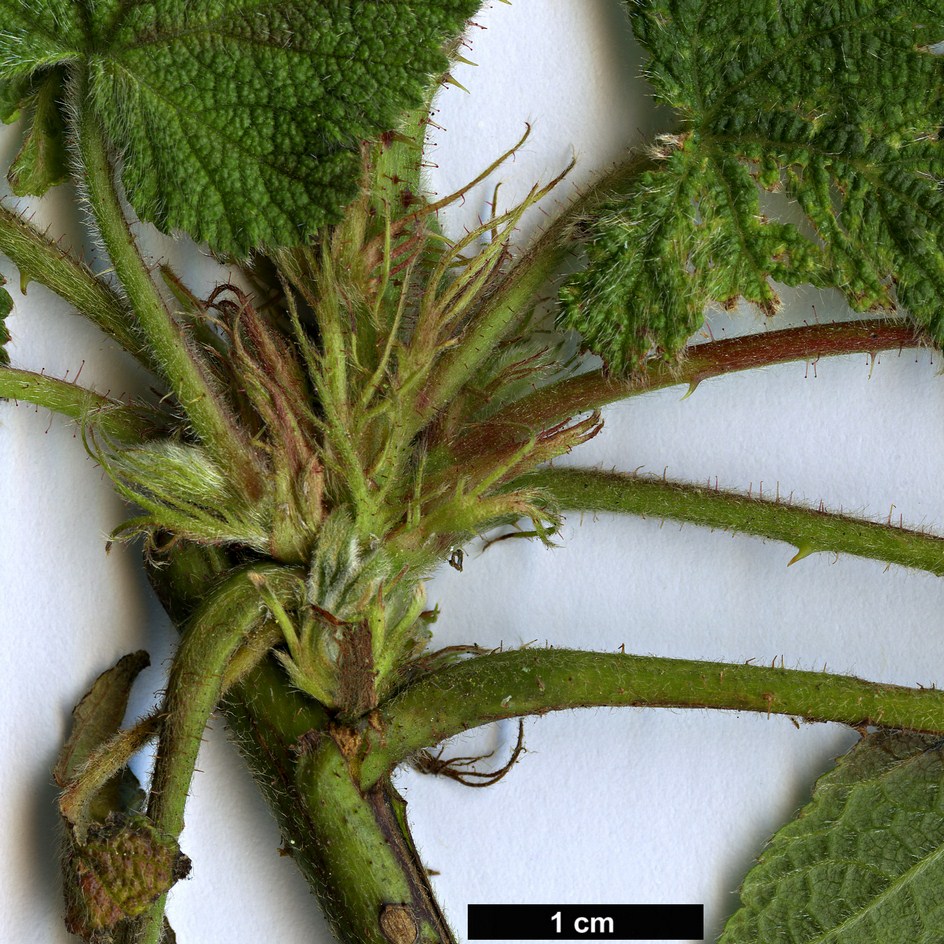 High resolution image: Family: Rosaceae - Genus: Rubus - Taxon: tephrodes
