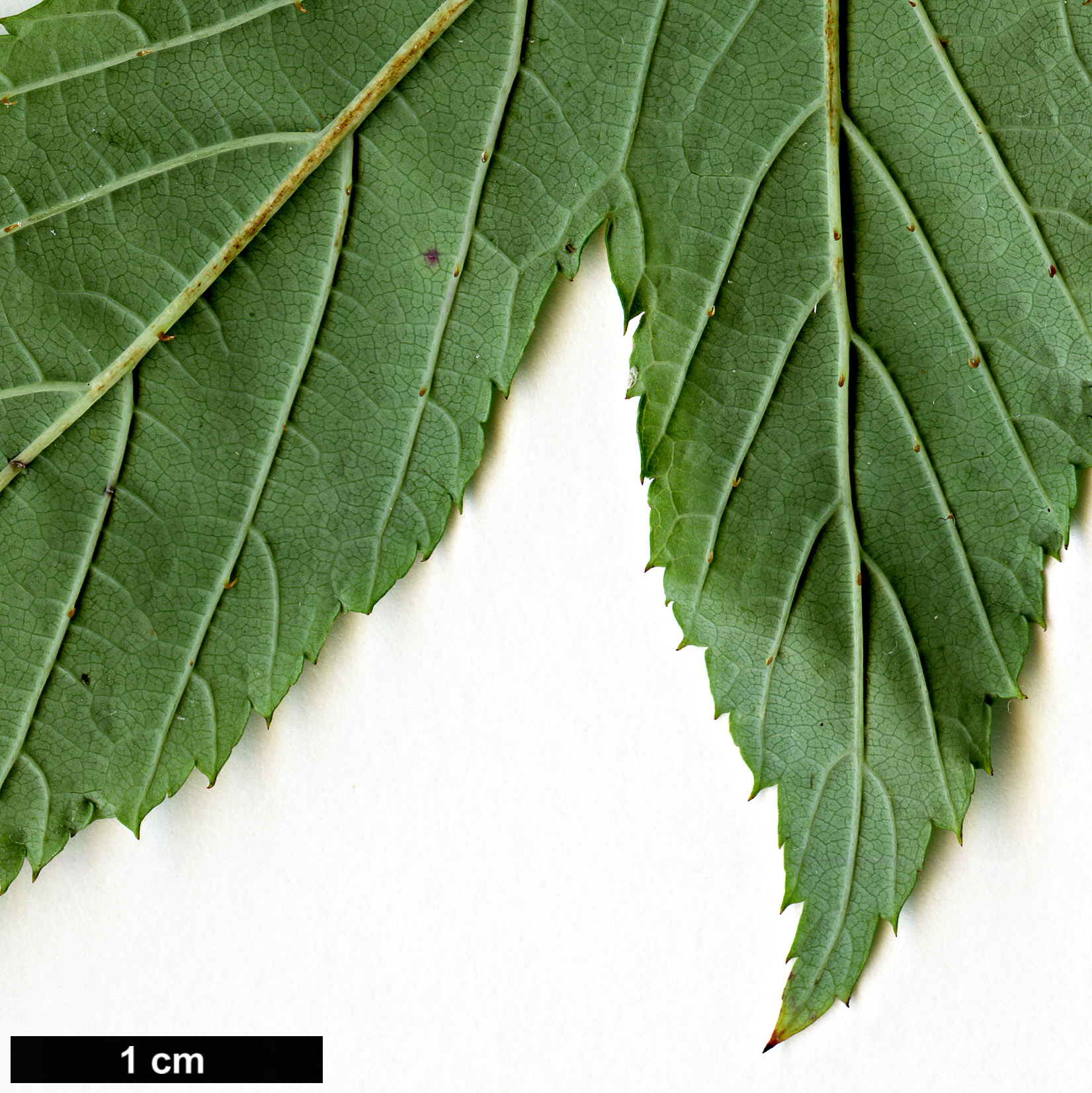 High resolution image: Family: Rosaceae - Genus: Rubus - Taxon: trianthus