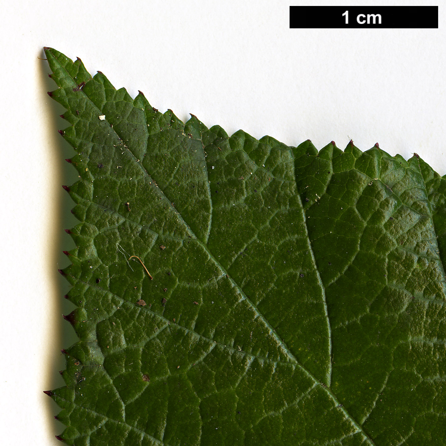 High resolution image: Family: Rosaceae - Genus: Rubus - Taxon: tricolor