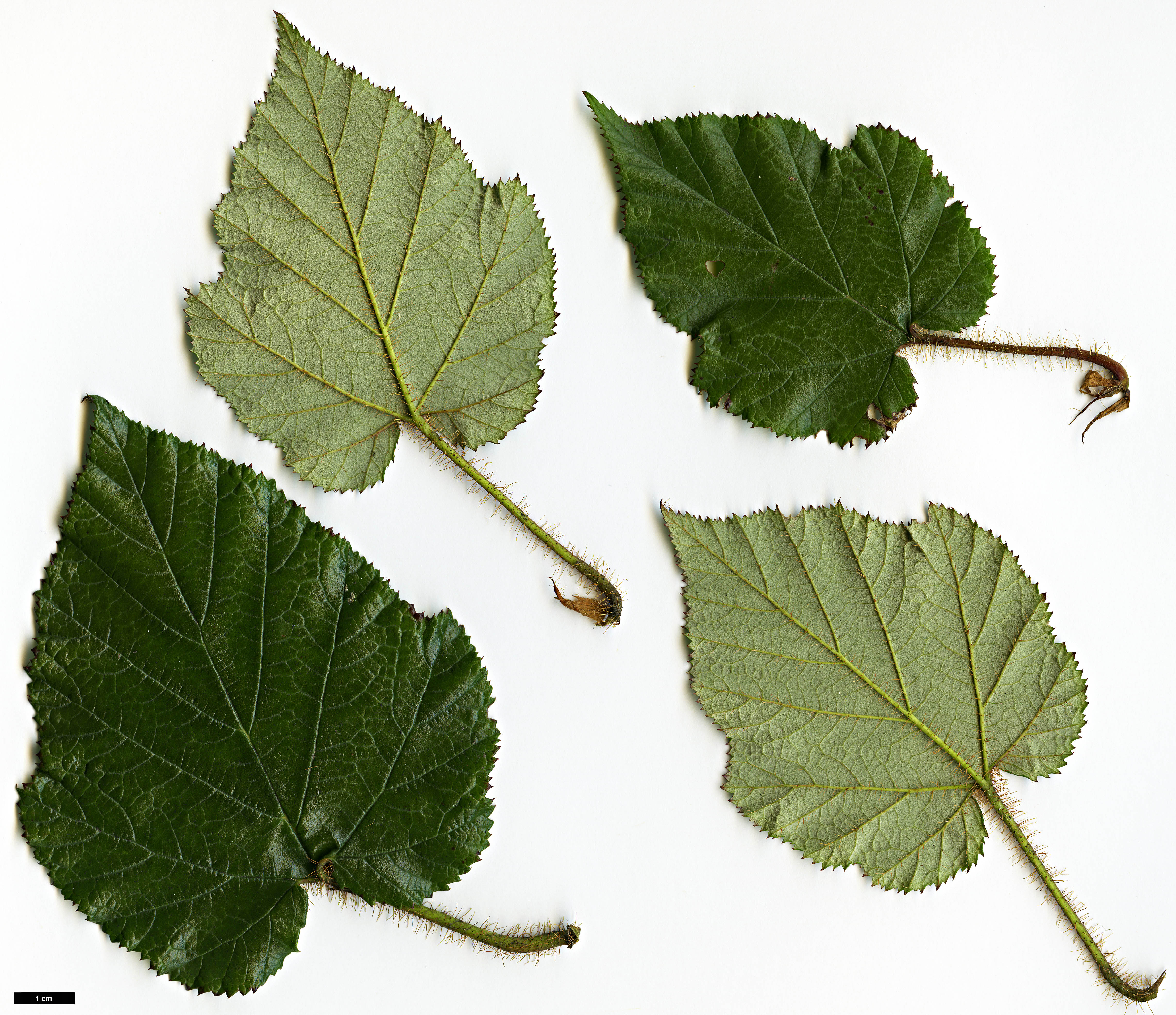 High resolution image: Family: Rosaceae - Genus: Rubus - Taxon: tricolor