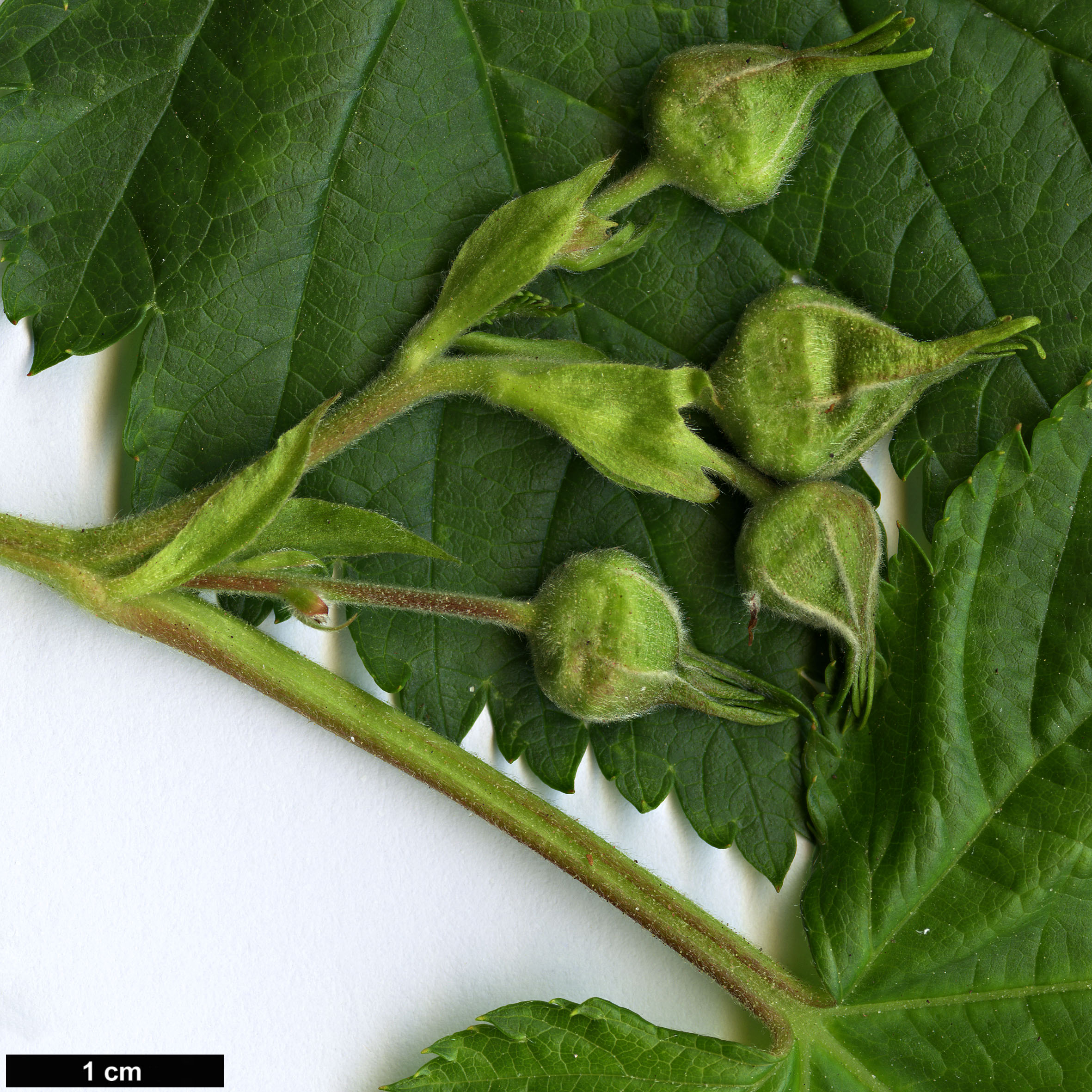 High resolution image: Family: Rosaceae - Genus: Rubus - Taxon: trifidus