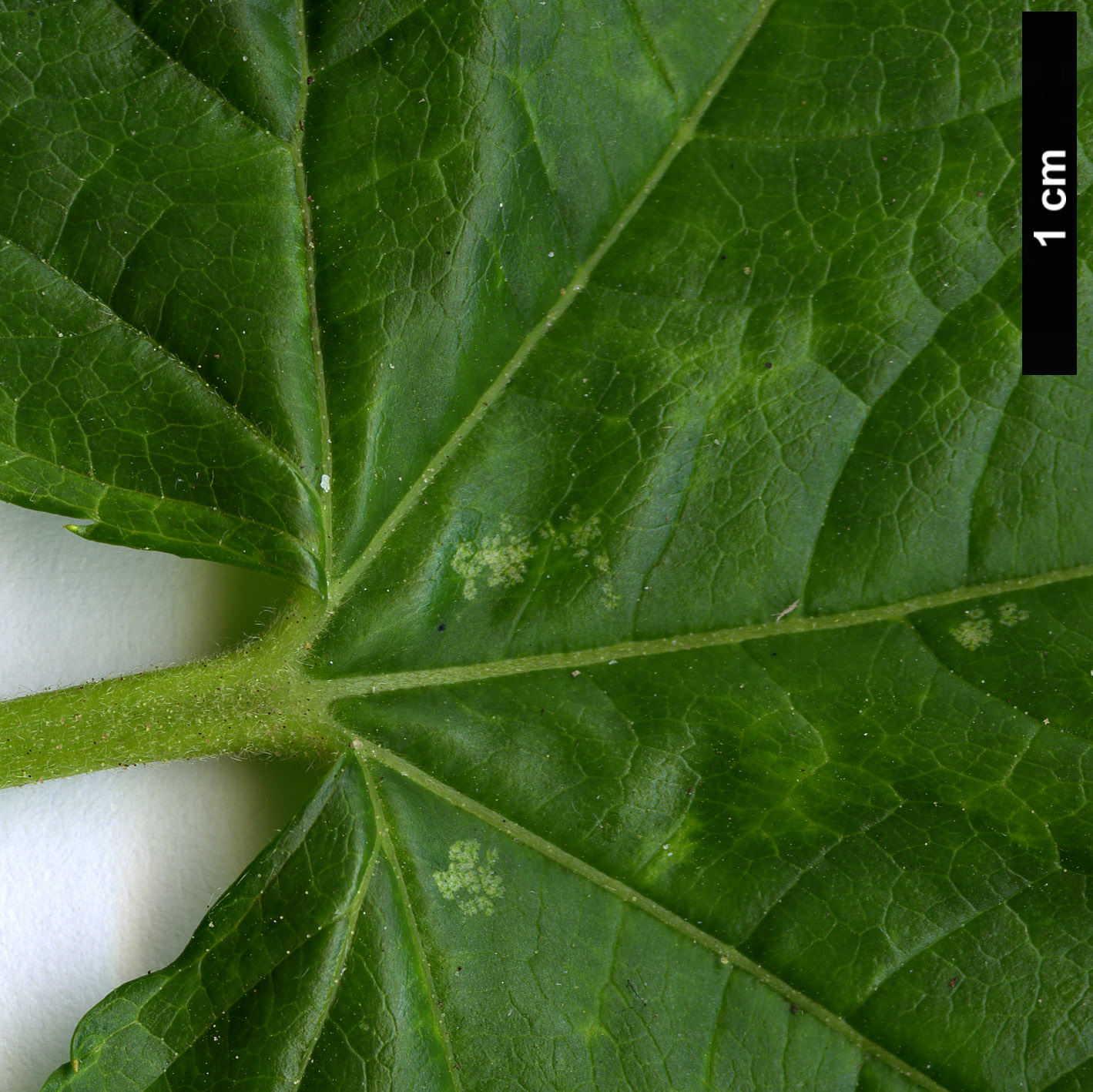 High resolution image: Family: Rosaceae - Genus: Rubus - Taxon: trifidus