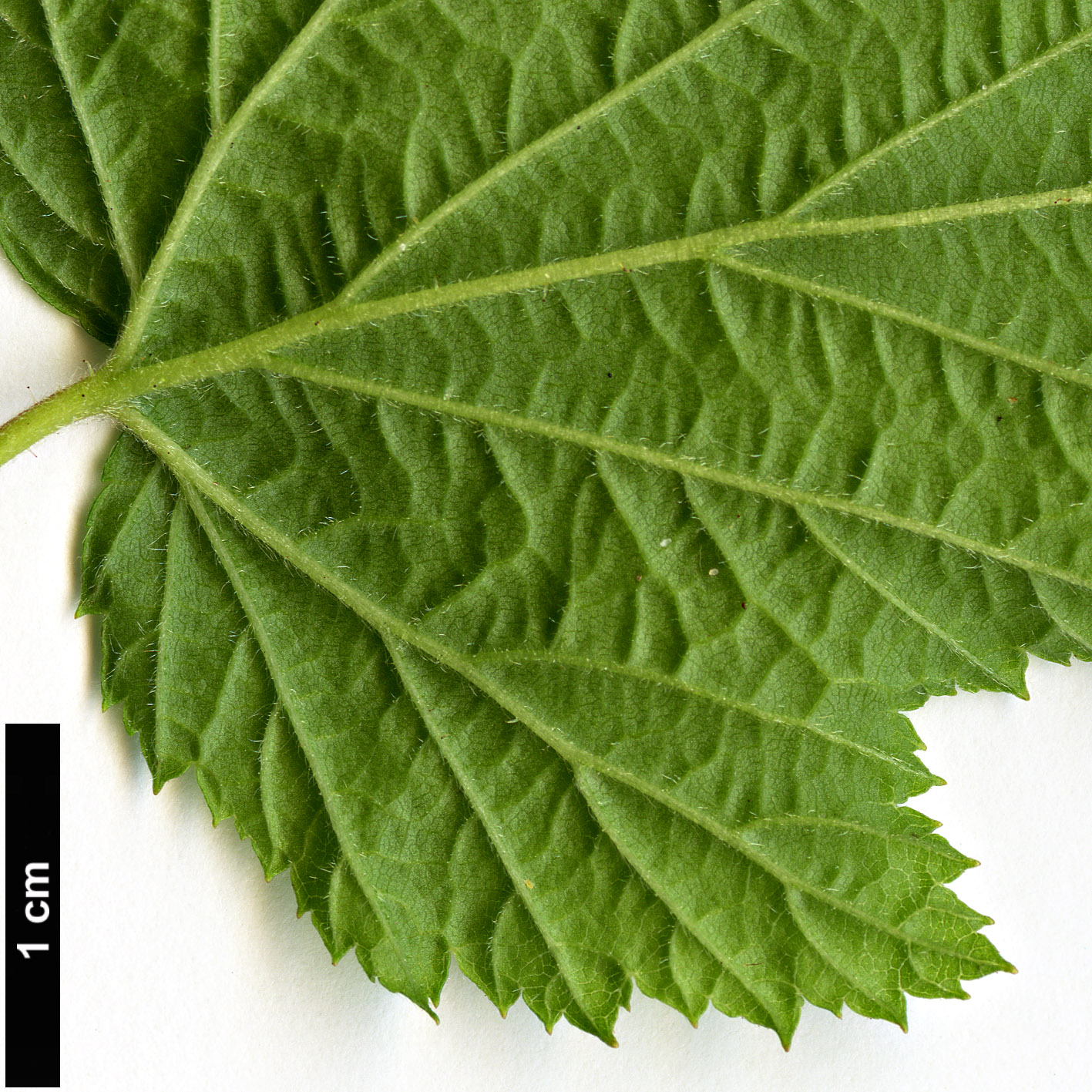 High resolution image: Family: Rosaceae - Genus: Rubus - Taxon: trilobus