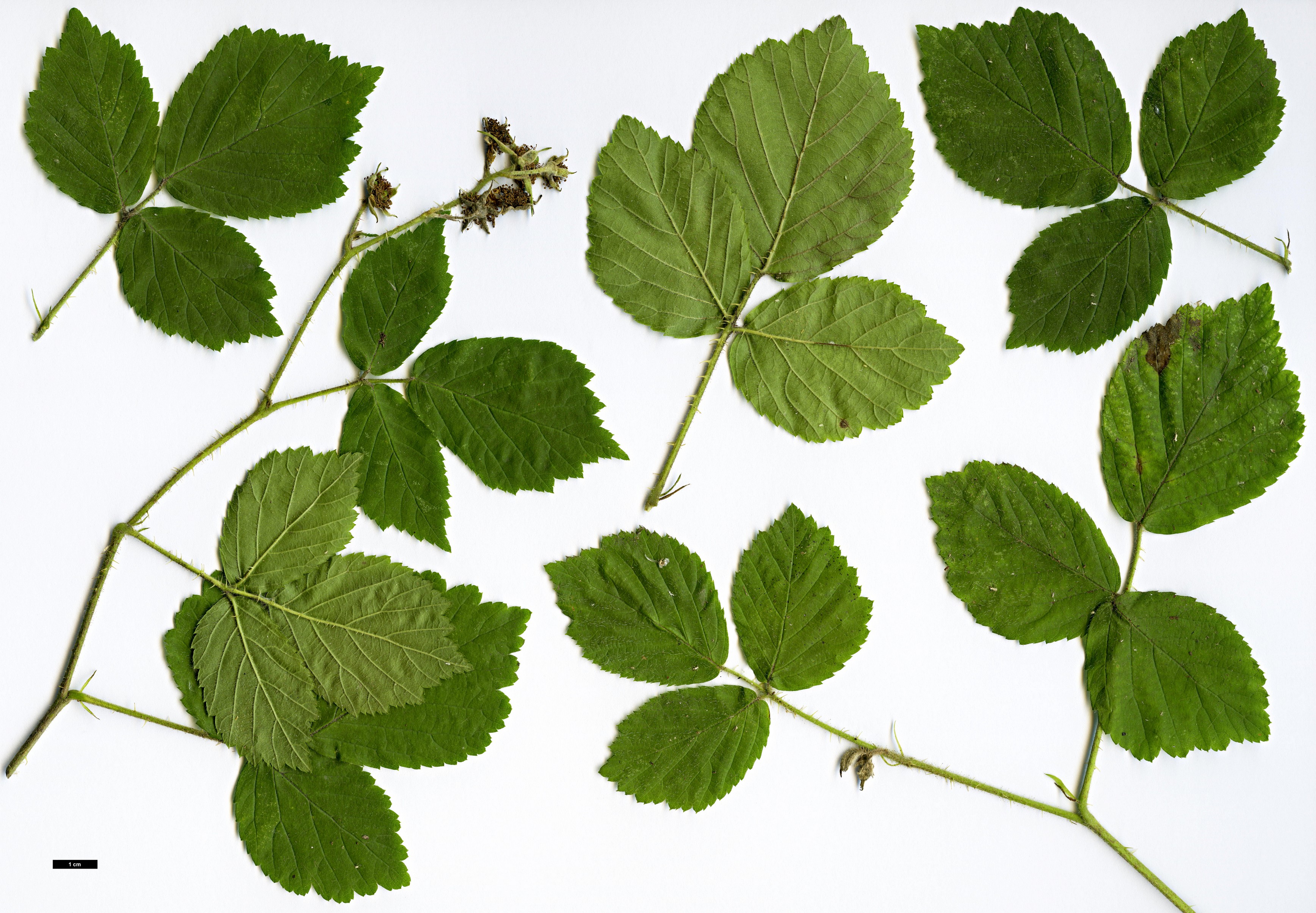 High resolution image: Family: Rosaceae - Genus: Rubus - Taxon: trivialis