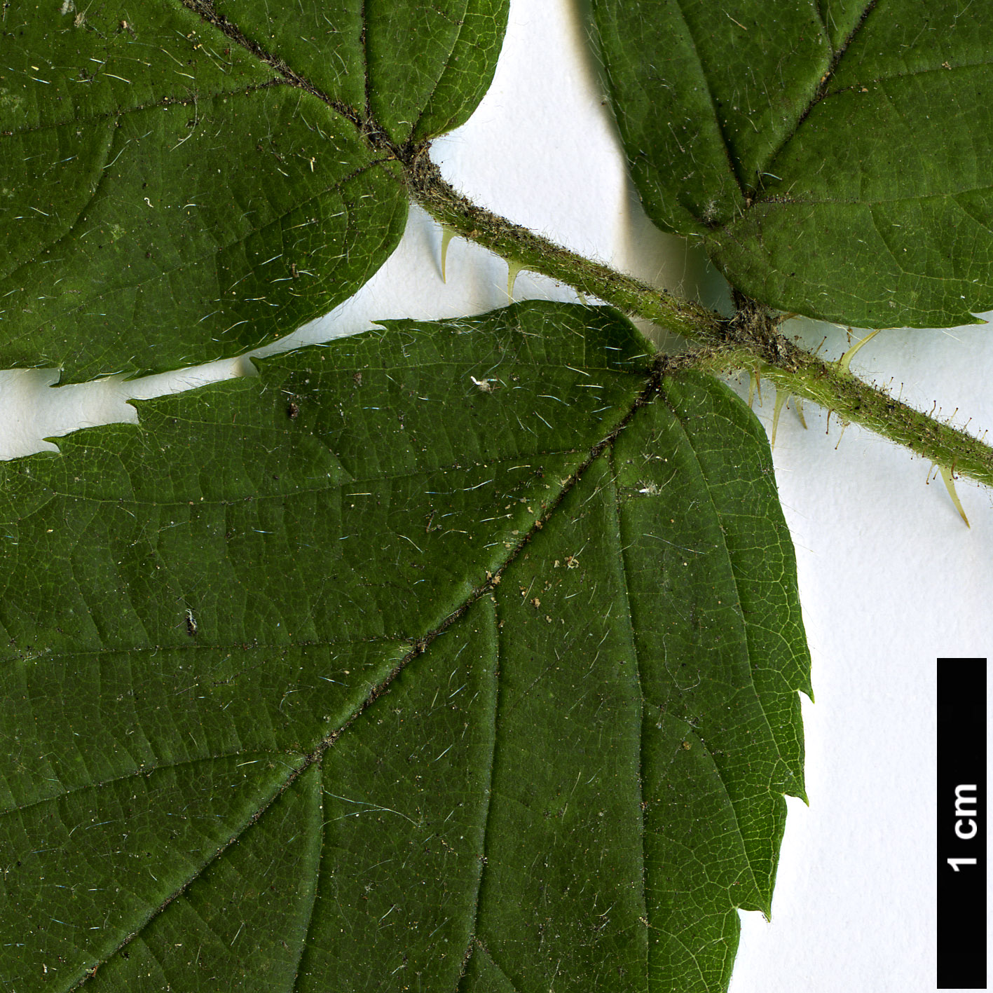 High resolution image: Family: Rosaceae - Genus: Rubus - Taxon: trivialis