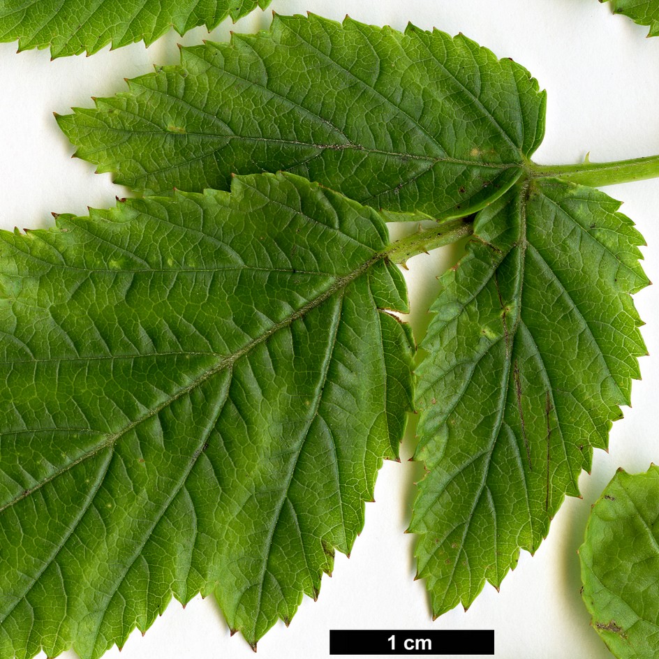 High resolution image: Family: Rosaceae - Genus: Rubus - Taxon: xanthocarpus