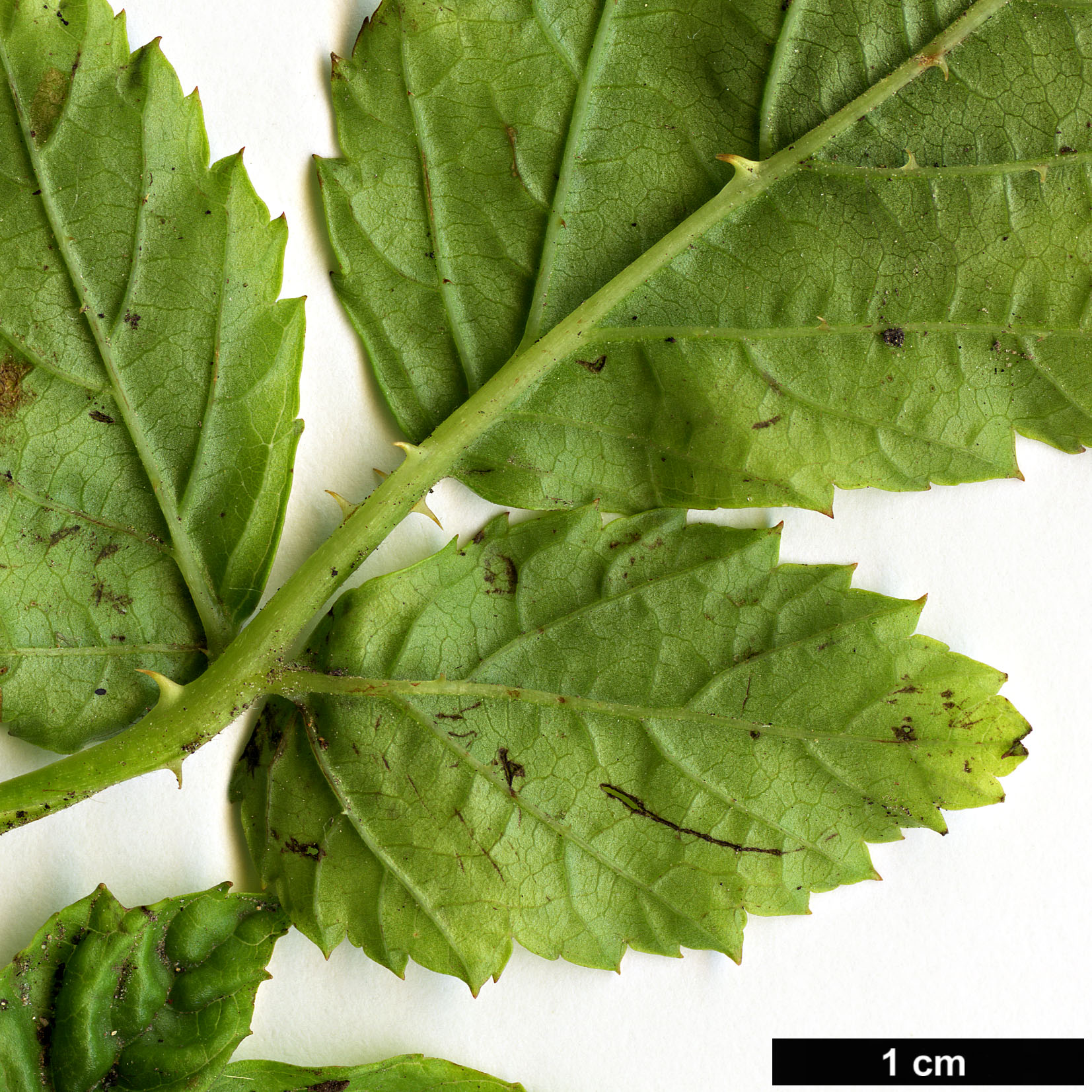 High resolution image: Family: Rosaceae - Genus: Rubus - Taxon: xanthocarpus