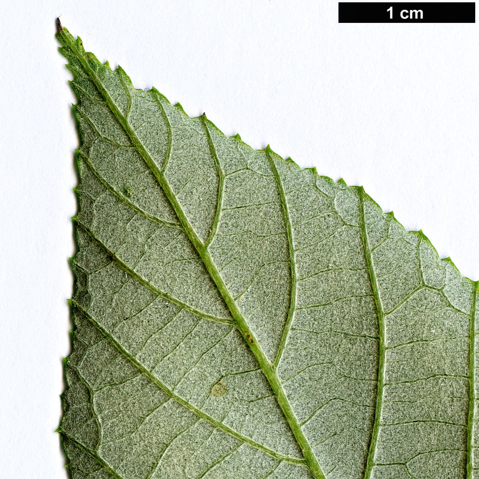 High resolution image: Family: Rosaceae - Genus: Rubus - Taxon: xanthoneurus