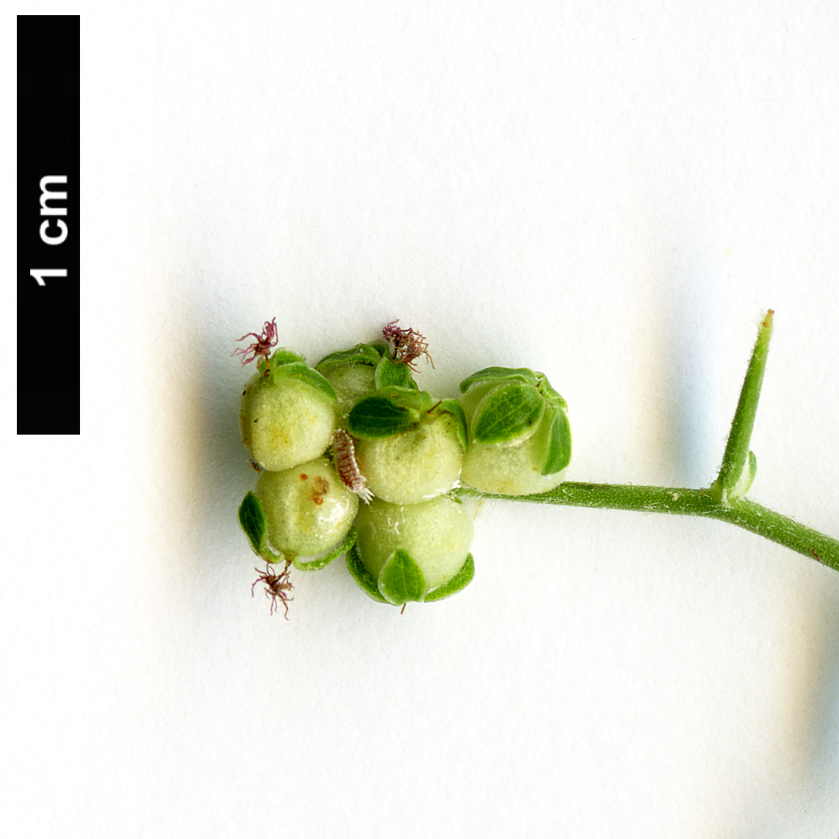 High resolution image: Family: Rosaceae - Genus: Sarcopoterium - Taxon: spinosum