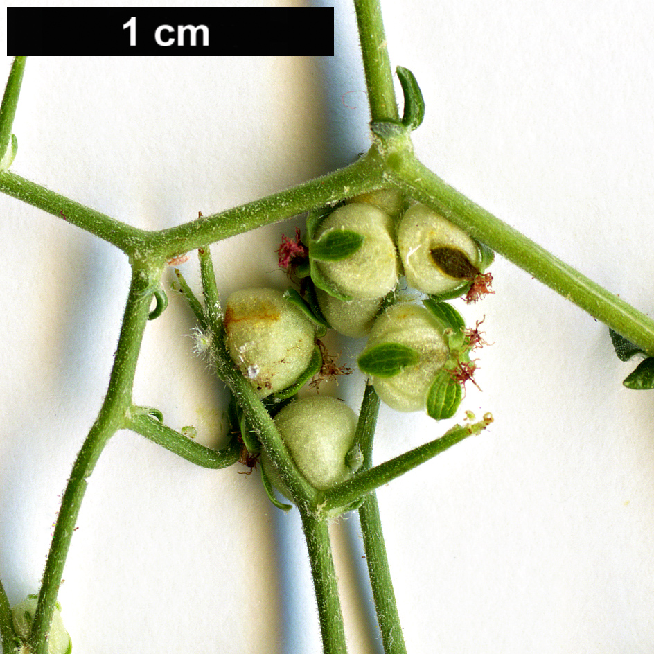High resolution image: Family: Rosaceae - Genus: Sarcopoterium - Taxon: spinosum
