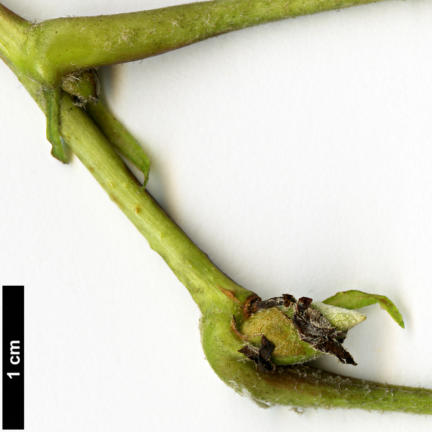 High resolution image: Family: Rosaceae - Genus: Sorbaria - Taxon: arborea