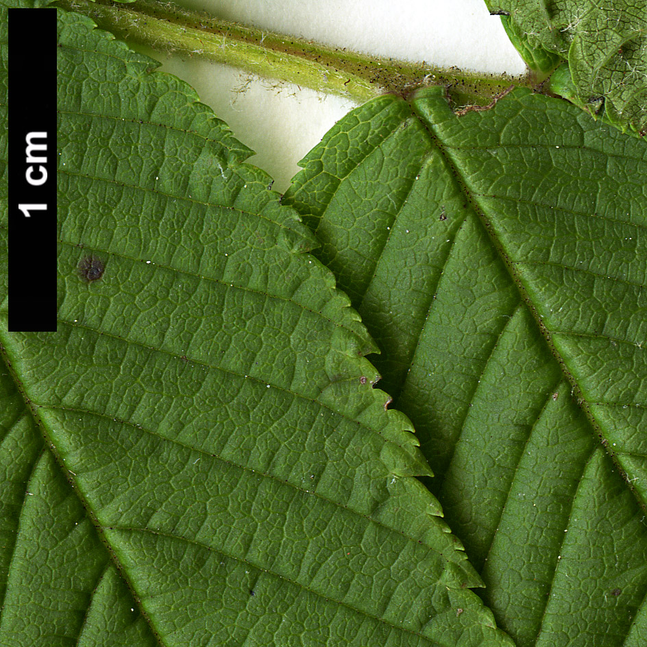 High resolution image: Family: Rosaceae - Genus: Sorbaria - Taxon: arborea
