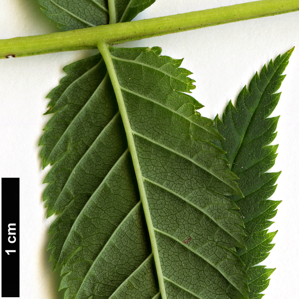 High resolution image: Family: Rosaceae - Genus: Sorbaria - Taxon: sorbifolia