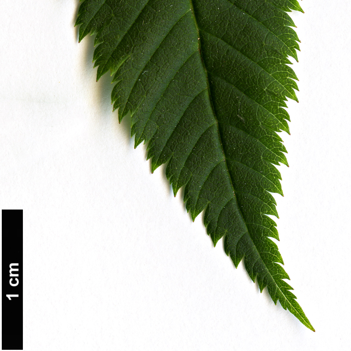 High resolution image: Family: Rosaceae - Genus: Sorbaria - Taxon: sorbifolia
