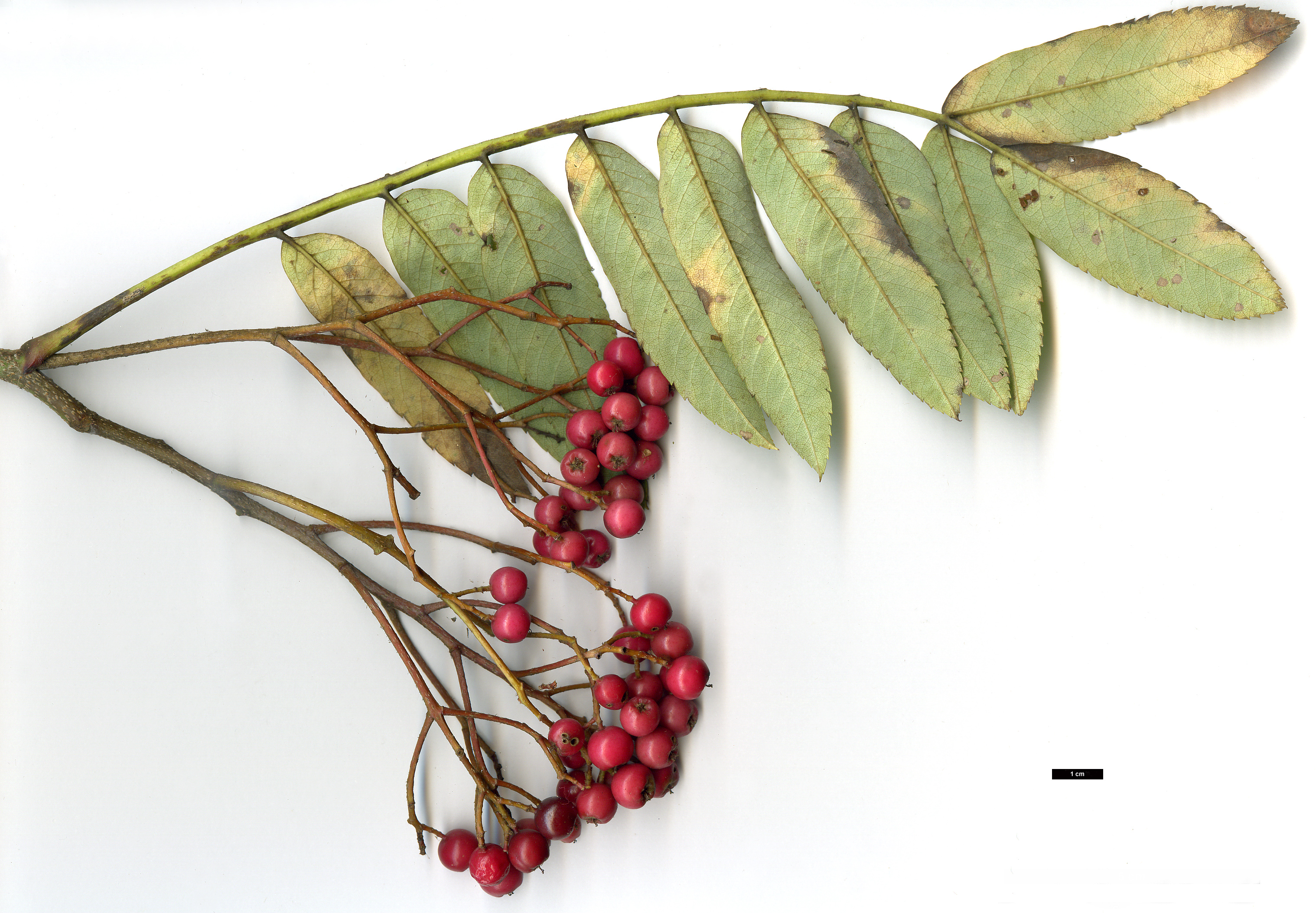 High resolution image: Family: Rosaceae - Genus: Sorbus - Taxon: 'Ghose'