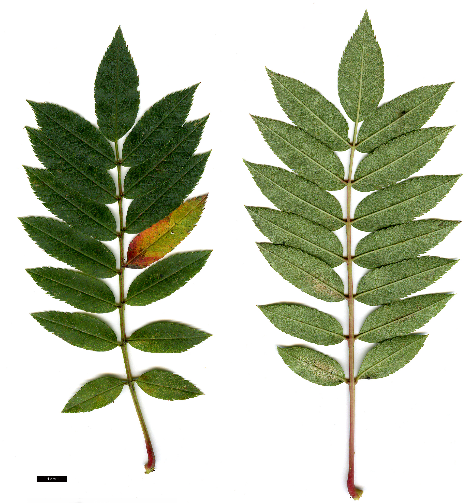 High resolution image: Family: Rosaceae - Genus: Sorbus - Taxon: 'Lilian'