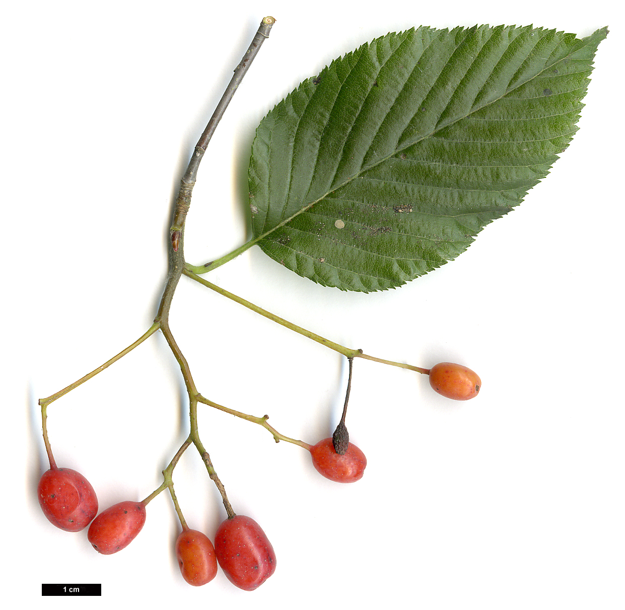 High resolution image: Family: Rosaceae - Genus: Sorbus - Taxon: alnifolia