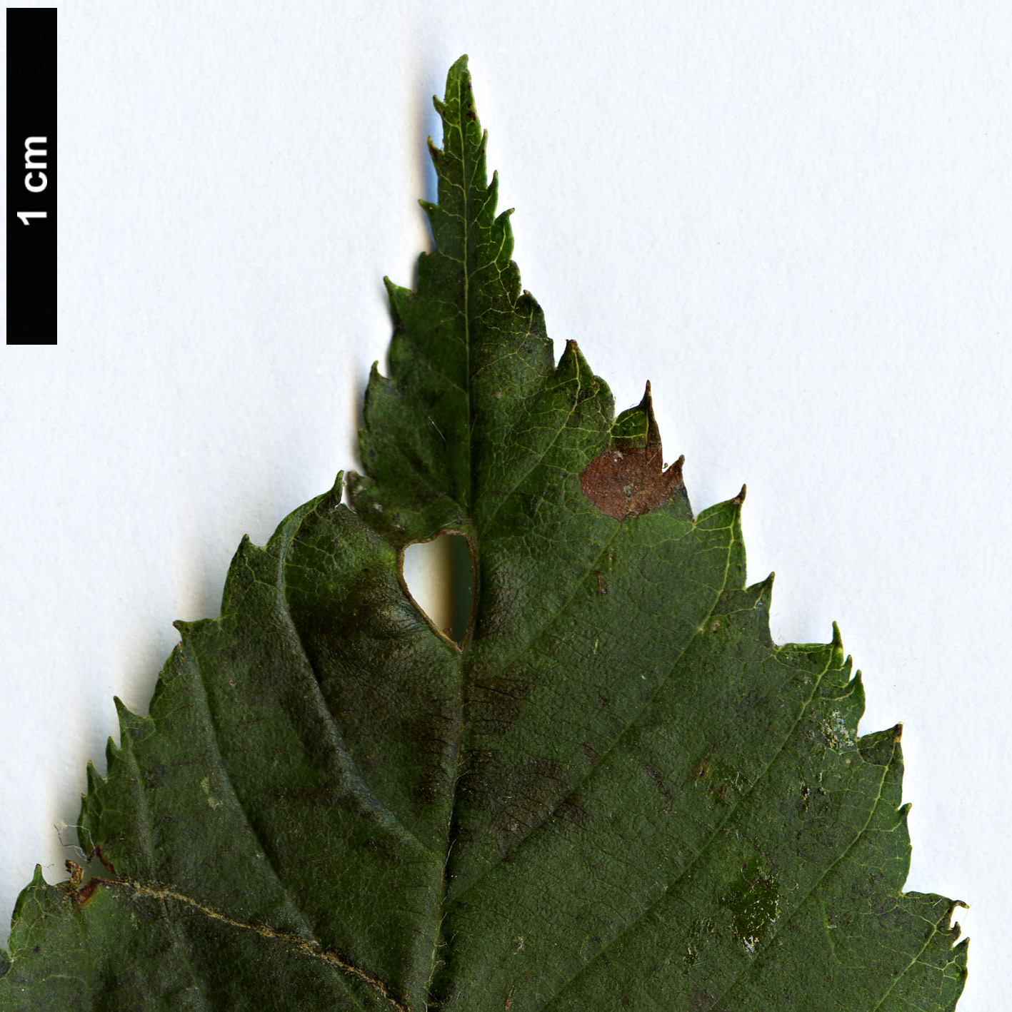 High resolution image: Family: Rosaceae - Genus: Sorbus - Taxon: alnifolia