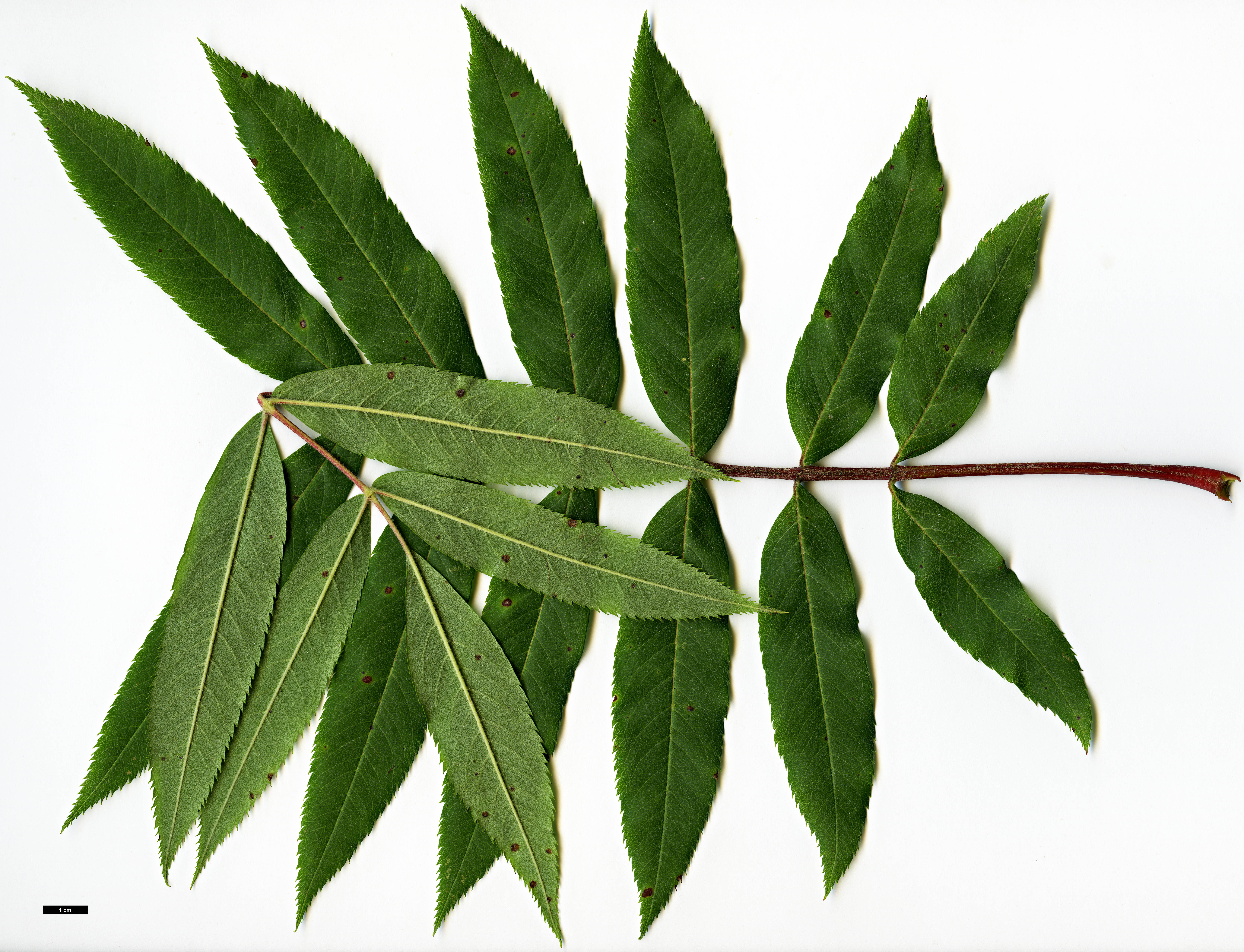 High resolution image: Family: Rosaceae - Genus: Sorbus - Taxon: americana