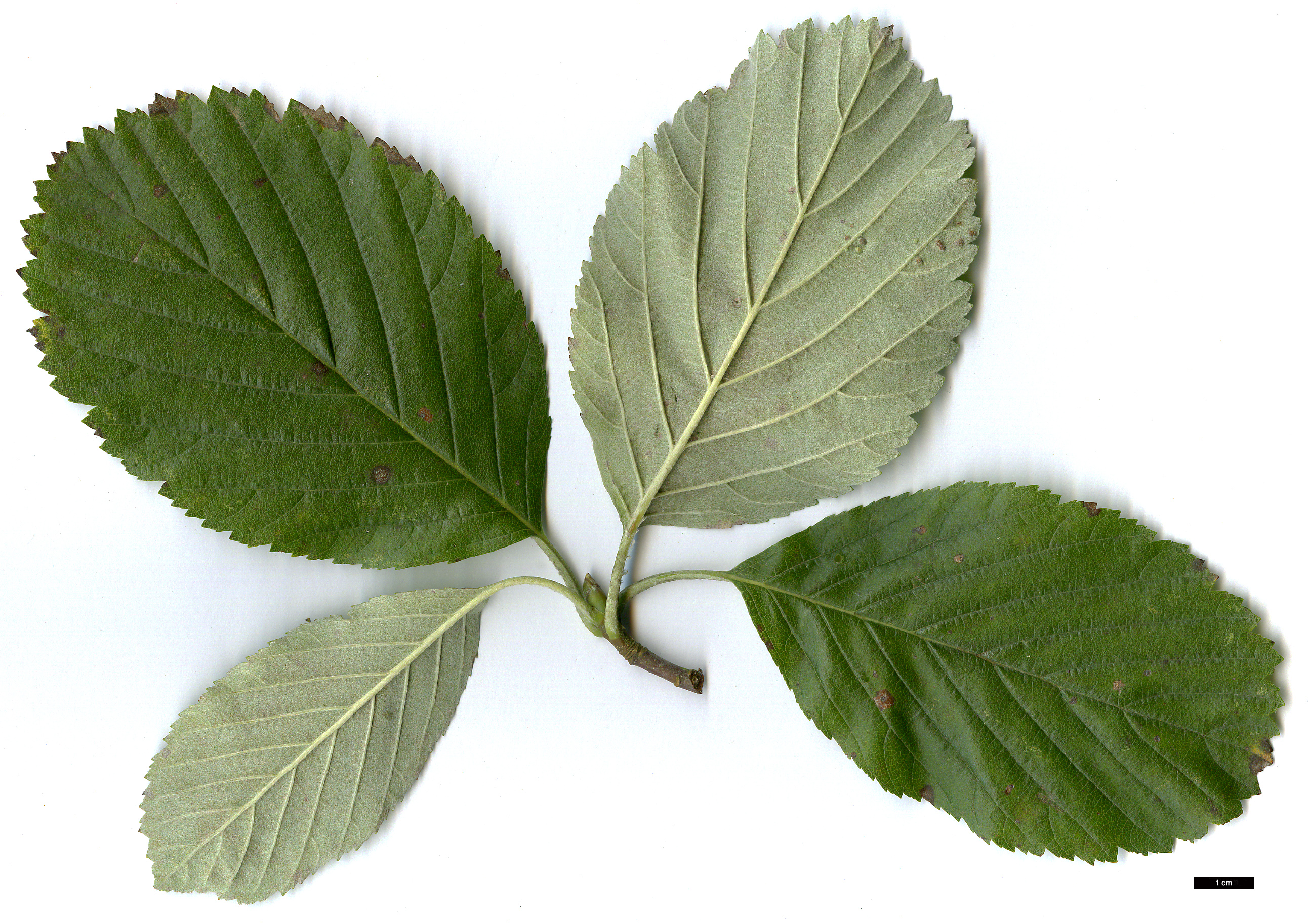 High resolution image: Family: Rosaceae - Genus: Sorbus - Taxon: aria - SpeciesSub: 'Rotundifolia'
