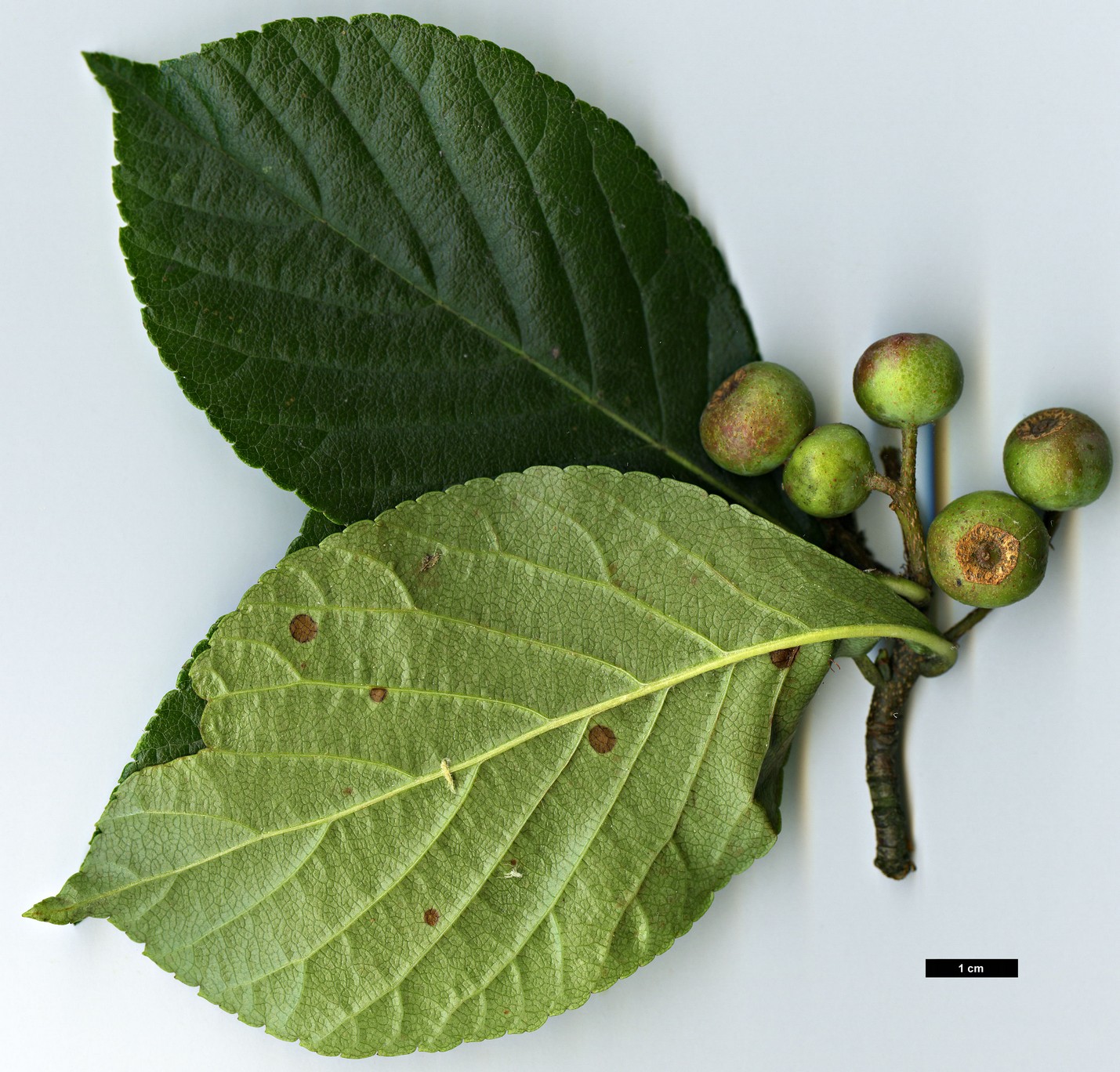 High resolution image: Family: Rosaceae - Genus: Sorbus - Taxon: aronioides