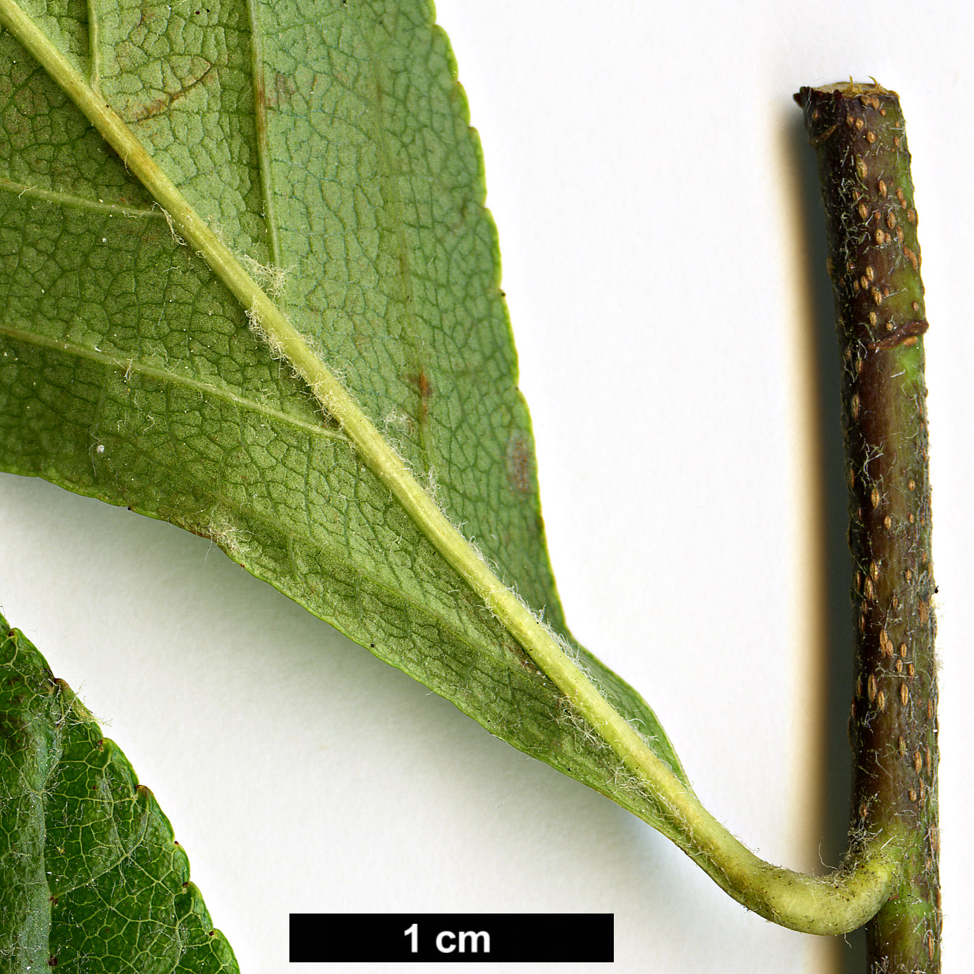 High resolution image: Family: Rosaceae - Genus: Sorbus - Taxon: aronioides